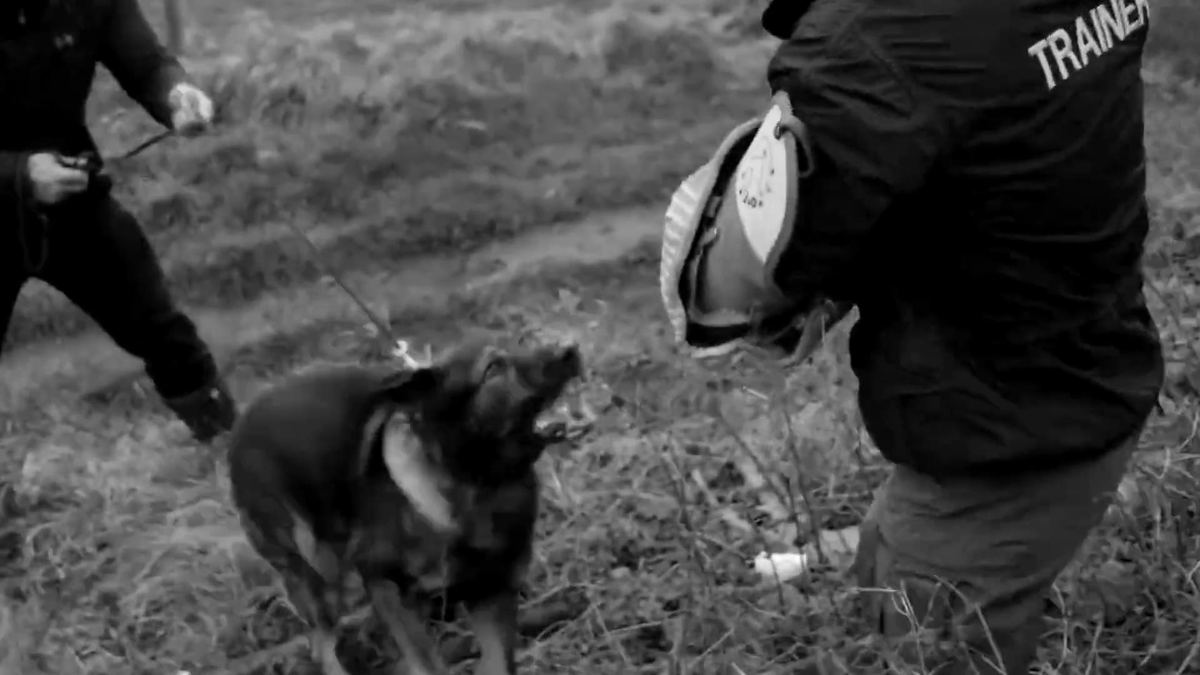 A German Shepherd security dog in training with its handler and a trainer wearing a protective sleeve.